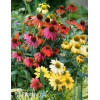jeżówka, echinacea, jeżówka Cheyenne Spirit, sadzonki jeżówek, byliny lata, kwitnące jeżówki, sadzonki echinacea