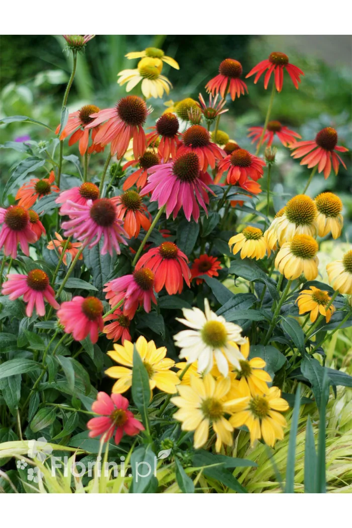 jeżówka, echinacea, jeżówka Cheyenne Spirit, sadzonki jeżówek, byliny lata, kwitnące jeżówki, sadzonki echinacea