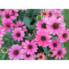 Jeżówka 'Evolution Colorific' | Echinacea