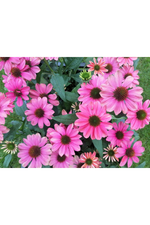 Jeżówka 'Evolution Colorific' | Echinacea