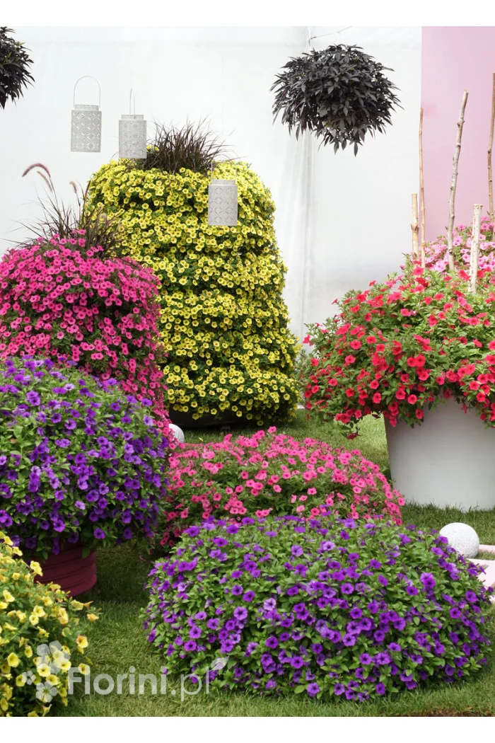 Supertunia MINI Vista 'Blue Violet'