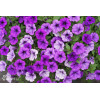 Supertunia MINI Vista 'Blue Violet'