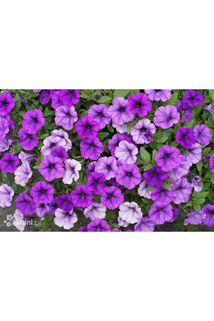 Supertunia MINI Vista 'Blue Violet'