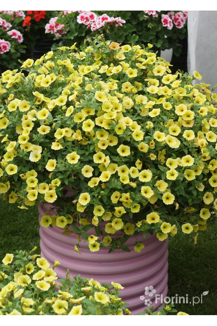 Supertunia MINI Vista 'Yellow'