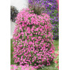 Supertunia MINI Vista 'Hot Pink'
