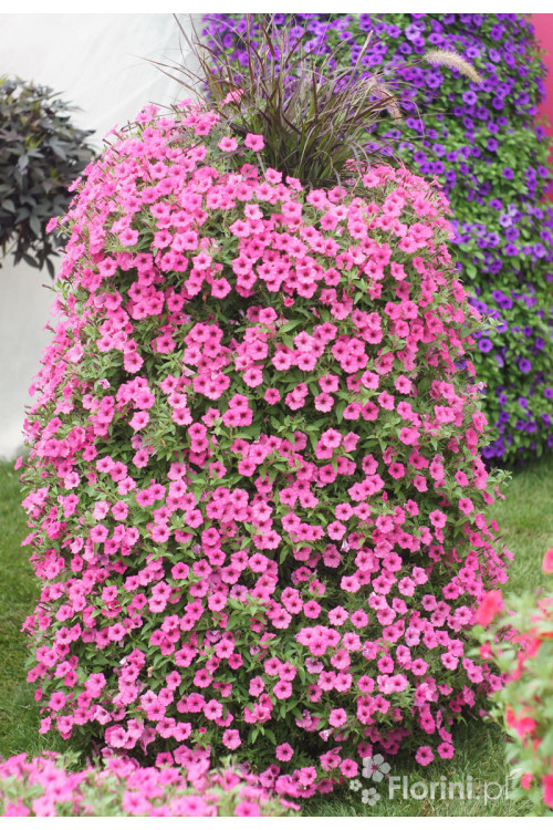 Supertunia MINI Vista 'Hot Pink'