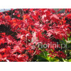 Klon palmowy 'Atropurpureum'| Acer palmatum