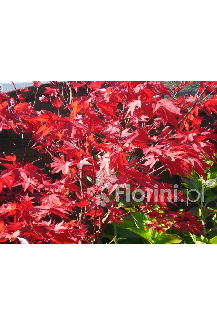 Klon palmowy 'Atropurpureum'| Acer palmatum