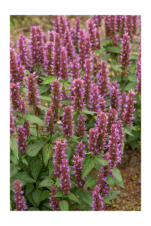 Kłosowiec 'Beelicious Purple' | Agastache