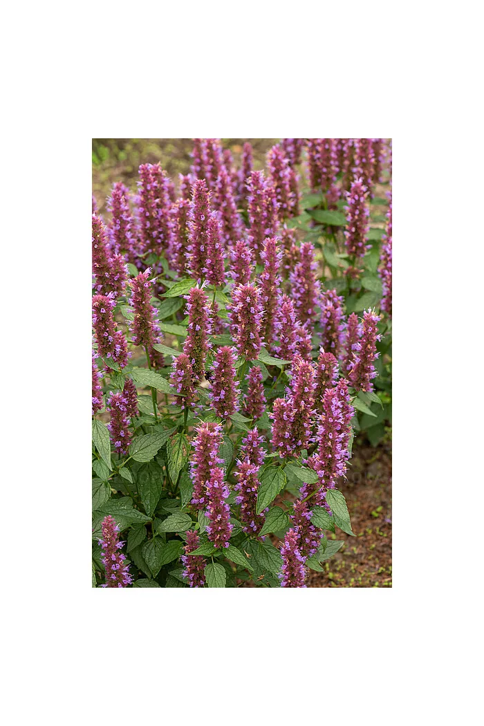 Kłosowiec 'Beelicious Purple' | Agastache