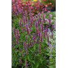 Kłosowiec 'Beelicious Purple' | Agastache