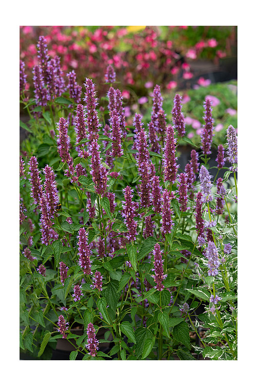 Kłosowiec 'Beelicious Purple' | Agastache