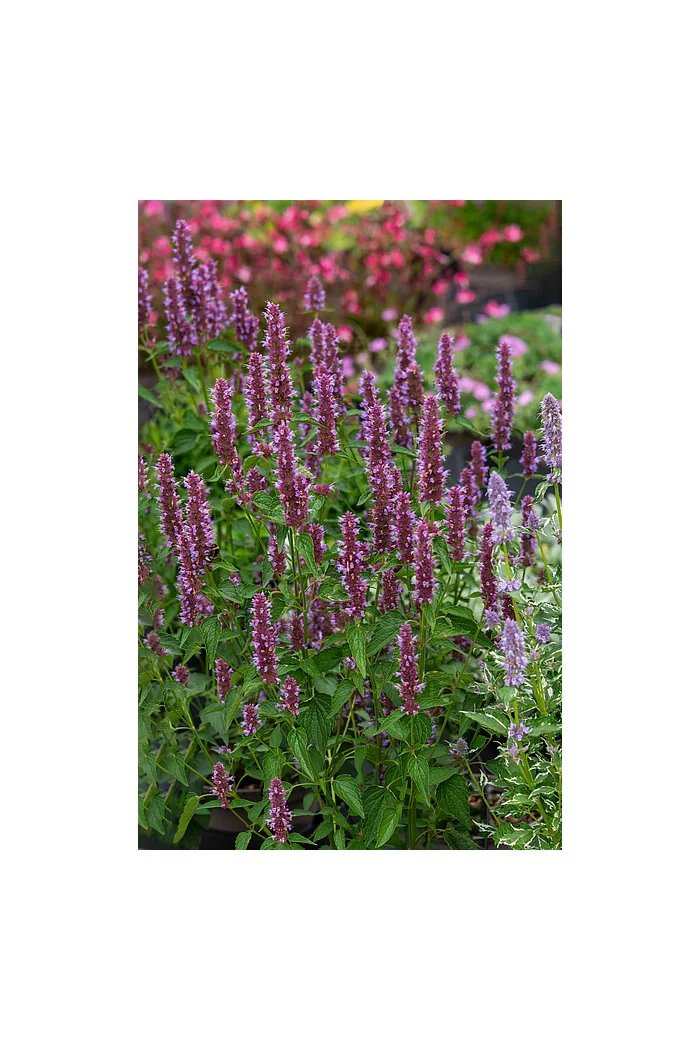 Kłosowiec 'Beelicious Purple' | Agastache