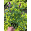 Kłosowiec 'Beelicious Purple' | Agastache