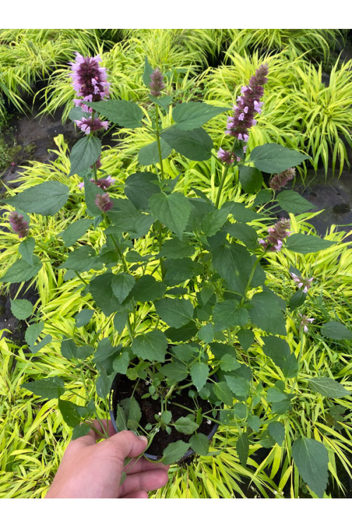 Kłosowiec 'Beelicious Purple' | Agastache