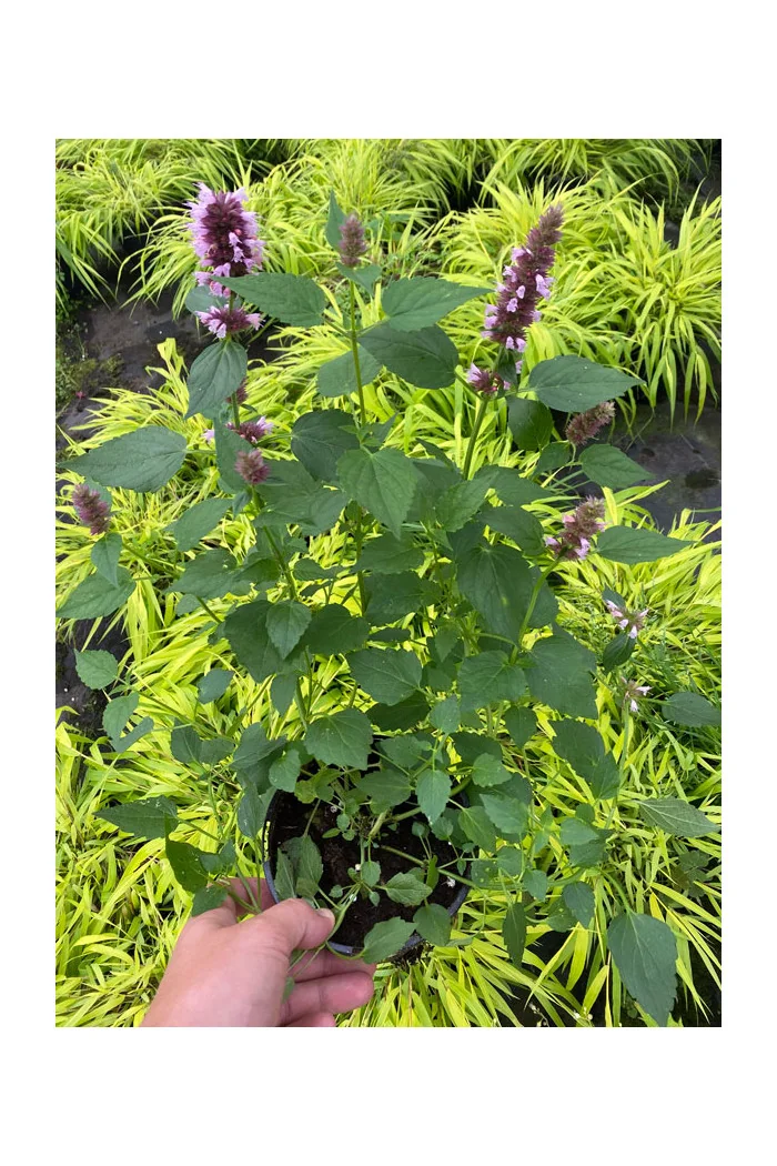 Kłosowiec 'Beelicious Purple' | Agastache