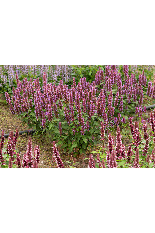 Kłosowiec 'Beelicious Purple' | Agastache