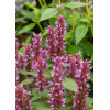 Kłosowiec 'Beelicious Purple' | Agastache