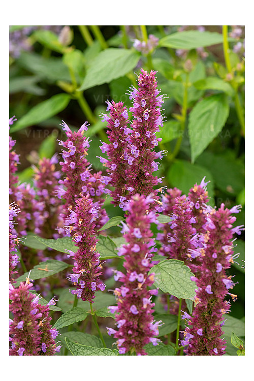 Kłosowiec 'Beelicious Purple' | Agastache