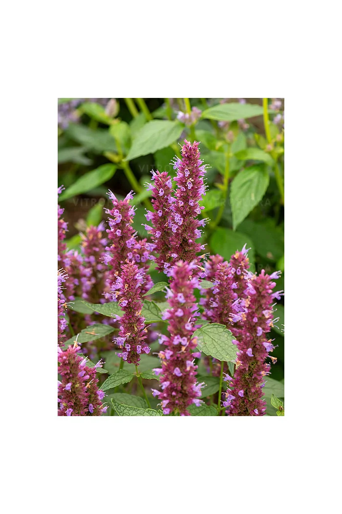 Kłosowiec 'Beelicious Purple' | Agastache