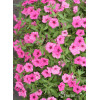Supertunia MINI Vista 'Hot Pink'