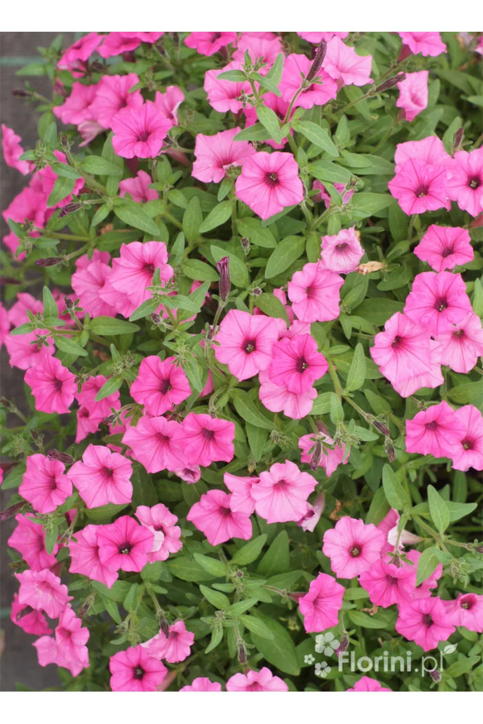 Supertunia MINI Vista 'Hot Pink'