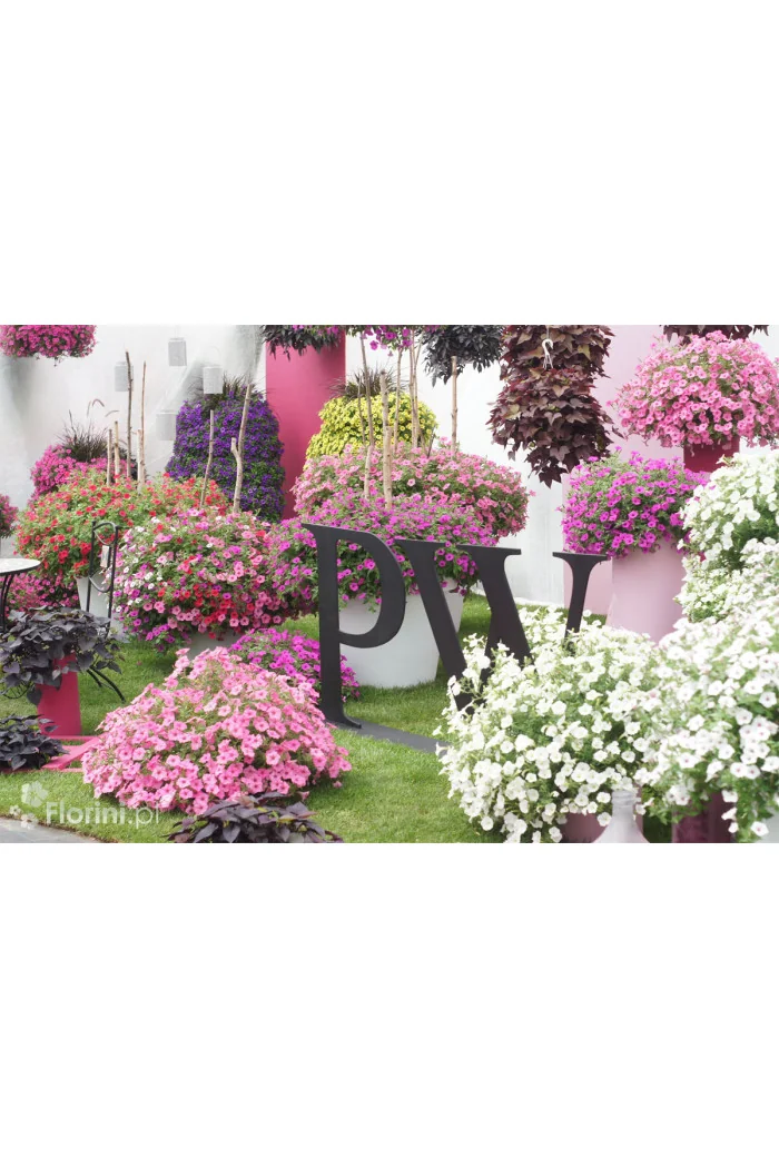 Supertunia MINI Vista 'Hot Pink'