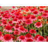 Jeżówka 'Cara Mia Carmine' | Echinacea