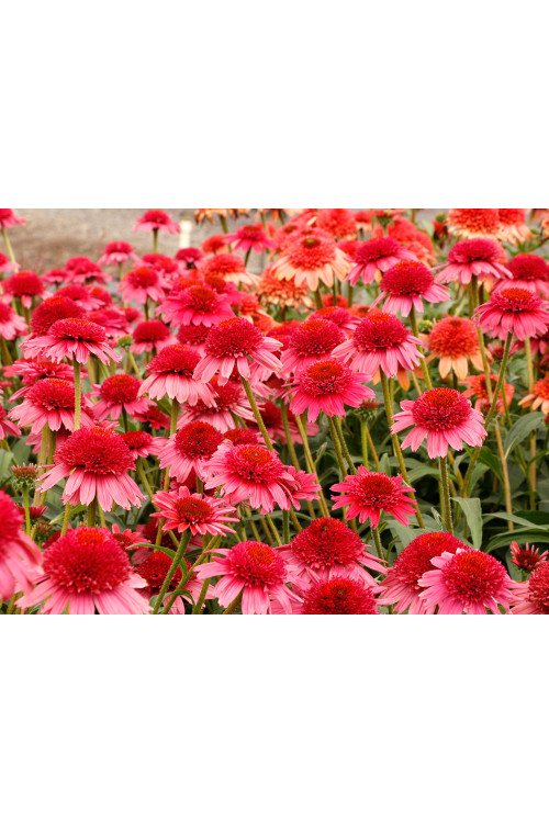 Jeżówka 'Cara Mia Carmine' | Echinacea