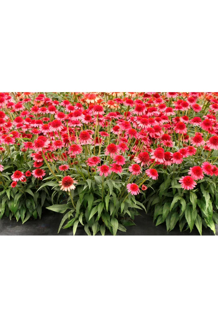 Jeżówka 'Cara Mia Carmine' | Echinacea