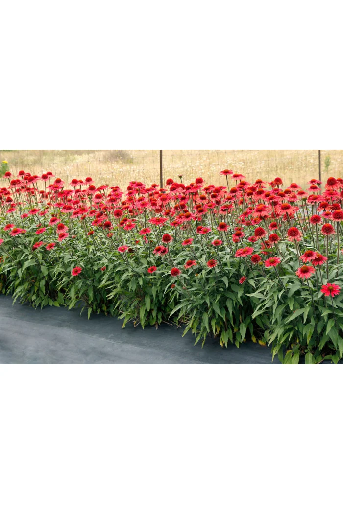 Jeżówka 'Cara Mia Spicy' | Echinacea