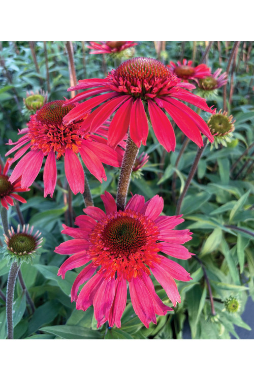 Jeżówka 'Cara Mia Spicy' | Echinacea