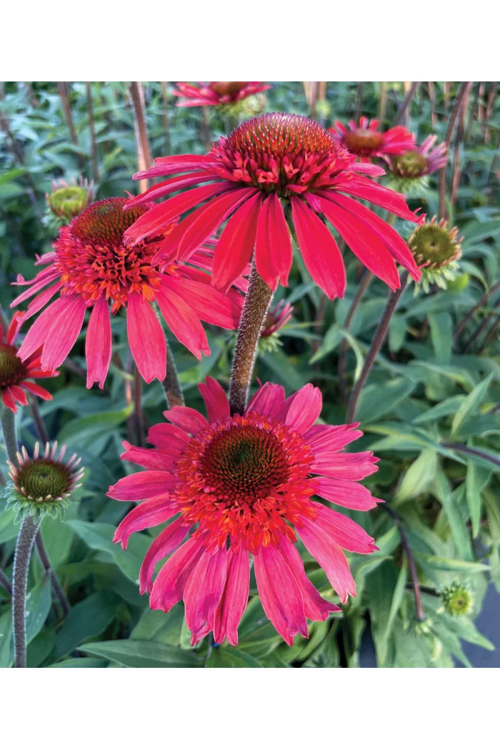 Jeżówka 'Cara Mia Spicy' | Echinacea
