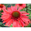 Jeżówka 'Cara Mia Spicy' | Echinacea
