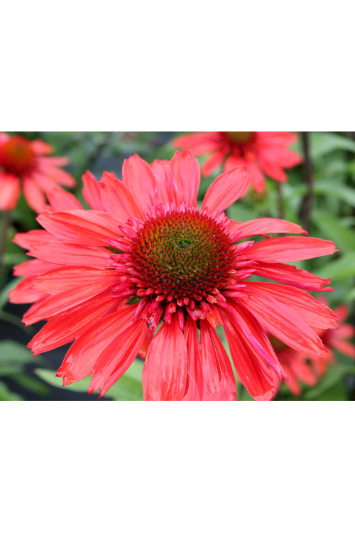 Jeżówka 'Cara Mia Spicy' | Echinacea