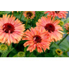 Jeżówka 'Fresco Apricot' | Echinacea