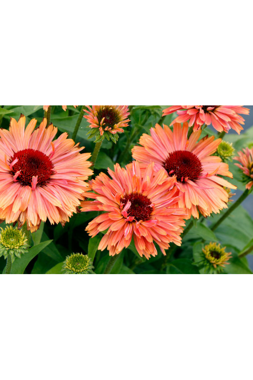Jeżówka 'Fresco Apricot' | Echinacea