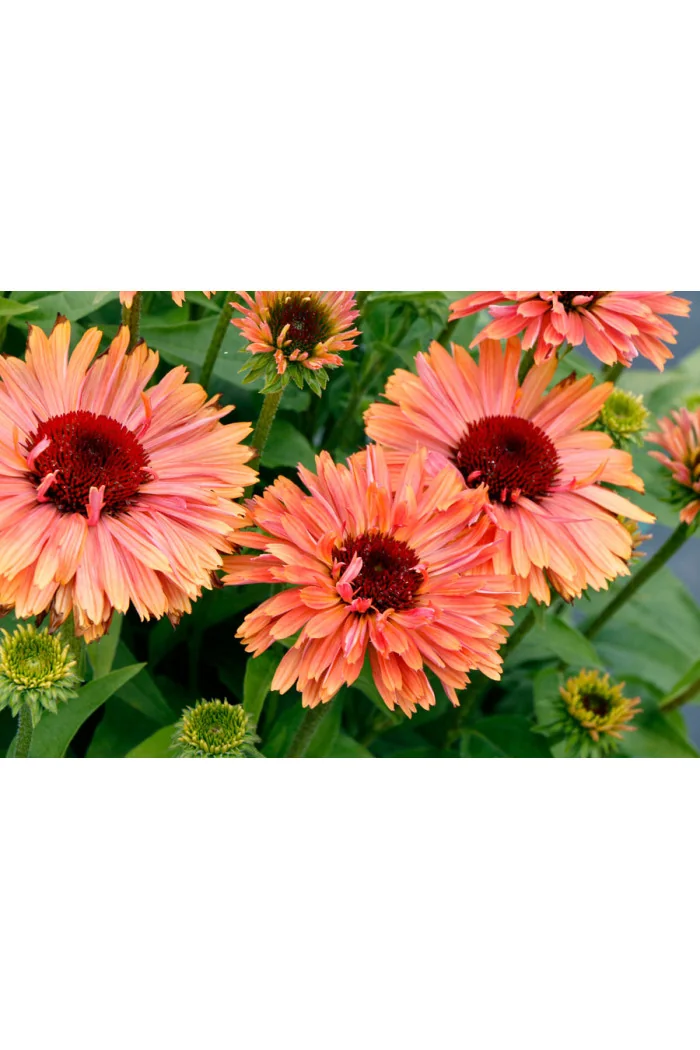 Jeżówka 'Fresco Apricot' | Echinacea