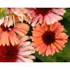 Jeżówka 'Fresco Apricot' | Echinacea