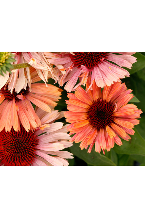 Jeżówka 'Fresco Apricot' | Echinacea