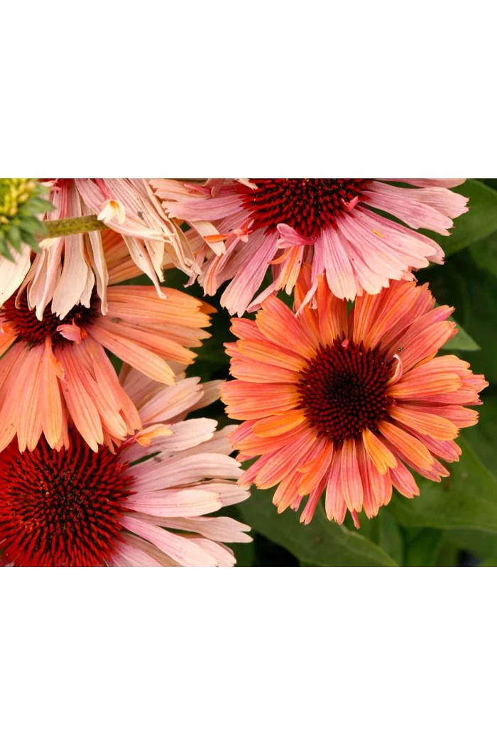 Jeżówka 'Fresco Apricot' | Echinacea