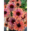 Jeżówka 'Fresco Apricot' | Echinacea