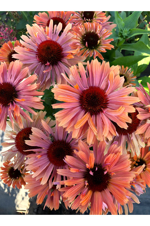 Jeżówka 'Fresco Apricot' | Echinacea