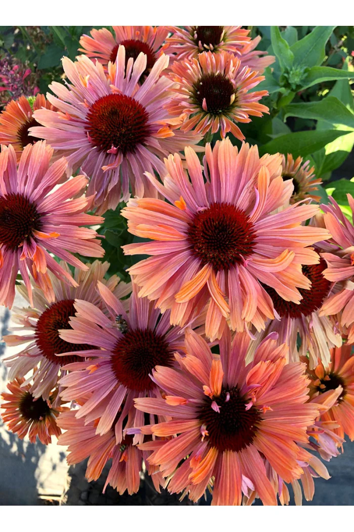 Jeżówka 'Fresco Apricot' | Echinacea