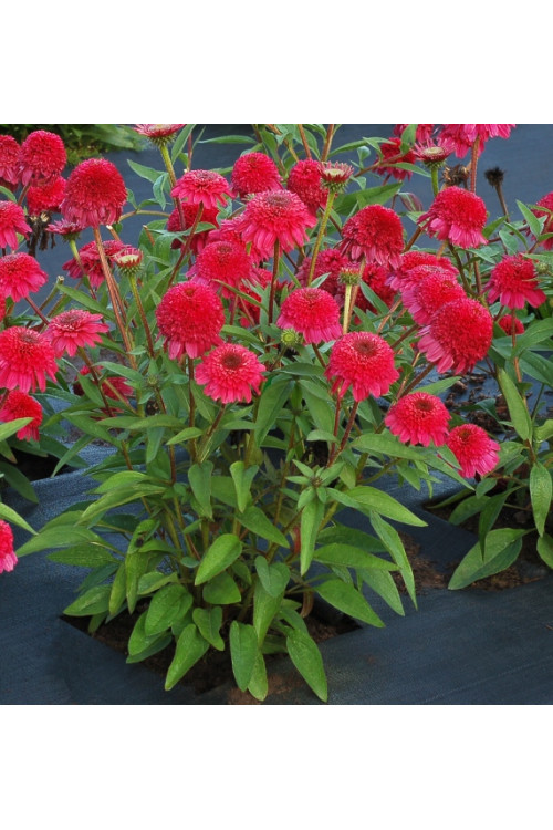 Jeżówka 'PASO Doble Fuchsia' | Echinacea