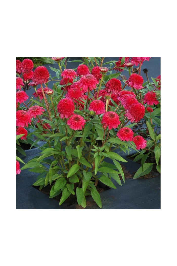 Jeżówka 'PASO Doble Fuchsia' | Echinacea