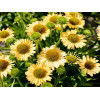 Jeżówka 'Meditation Lime' | Echinacea