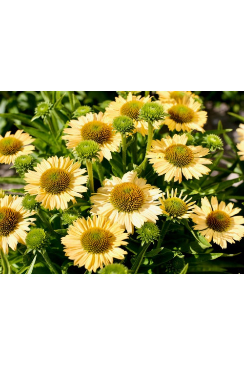 Jeżówka 'Meditation Lime' | Echinacea