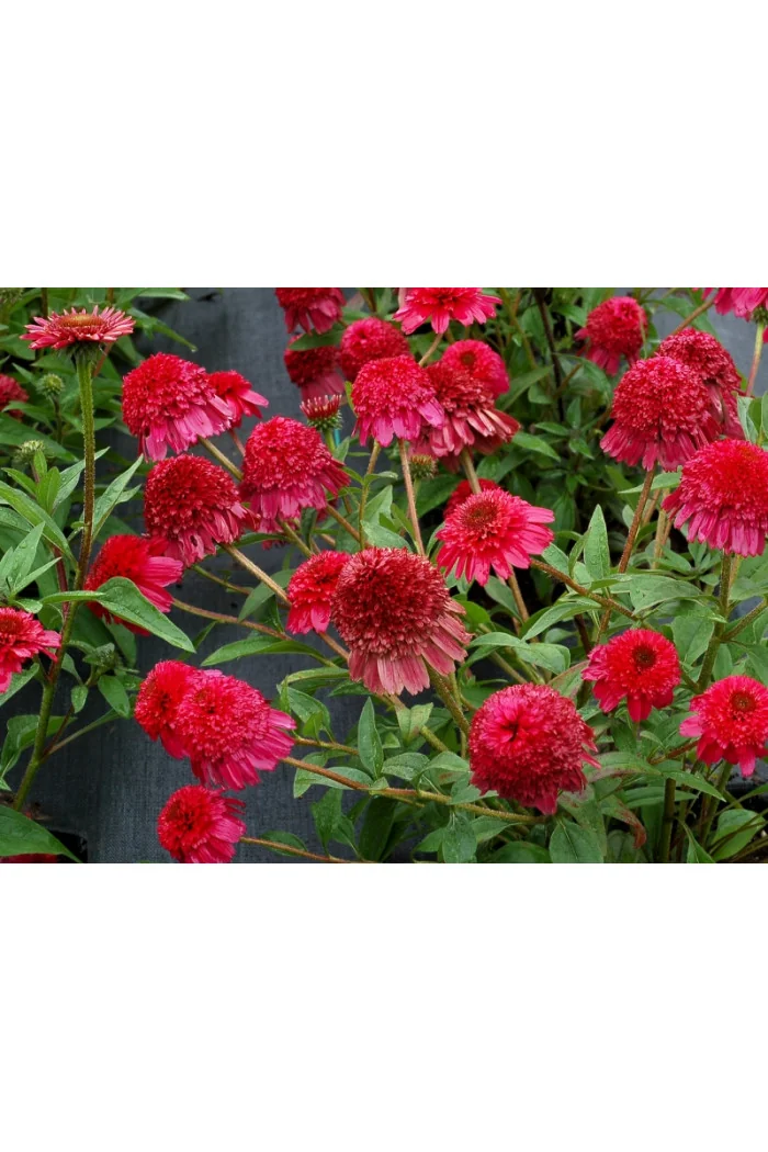 Jeżówka 'PASO Doble Fuchsia' | Echinacea