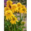Jeżówka 'Eccentric Yellow' | Echinacea